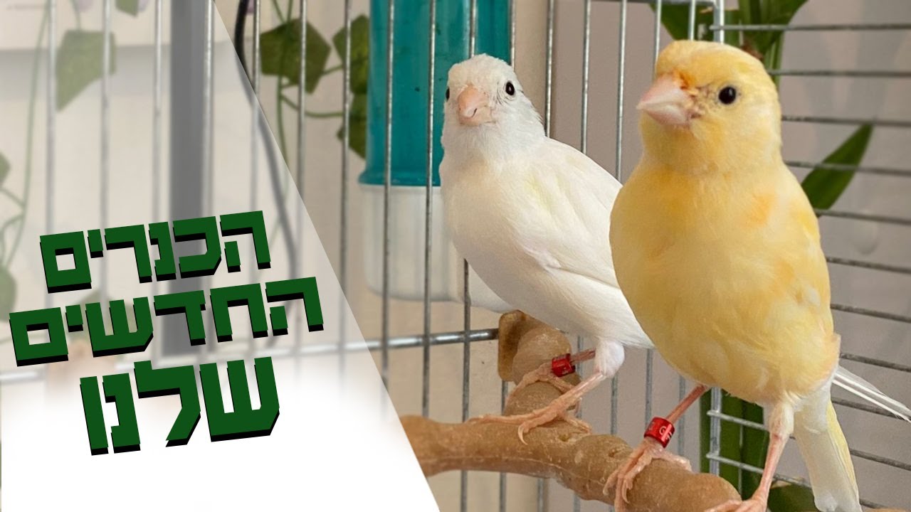 קיבלתי זוג כנרים במתנה והחלטתי לתת לכל ציפורי הנוי שלנו חיזוק מיוחד למערכת החיסונית לקראת הקיץ