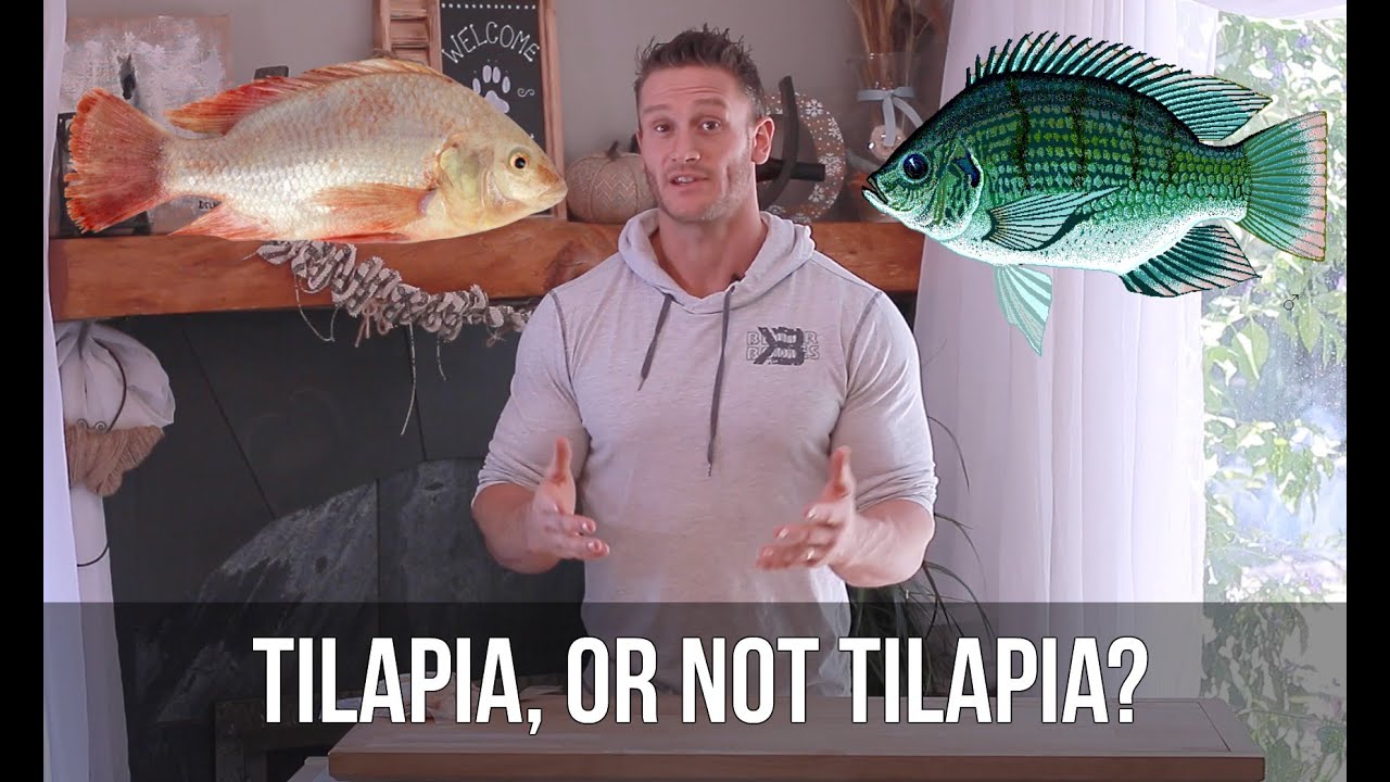 Is Tilapia Good For You? 3 Fish to Eat instead of Tilapia- Thomas DeLauer