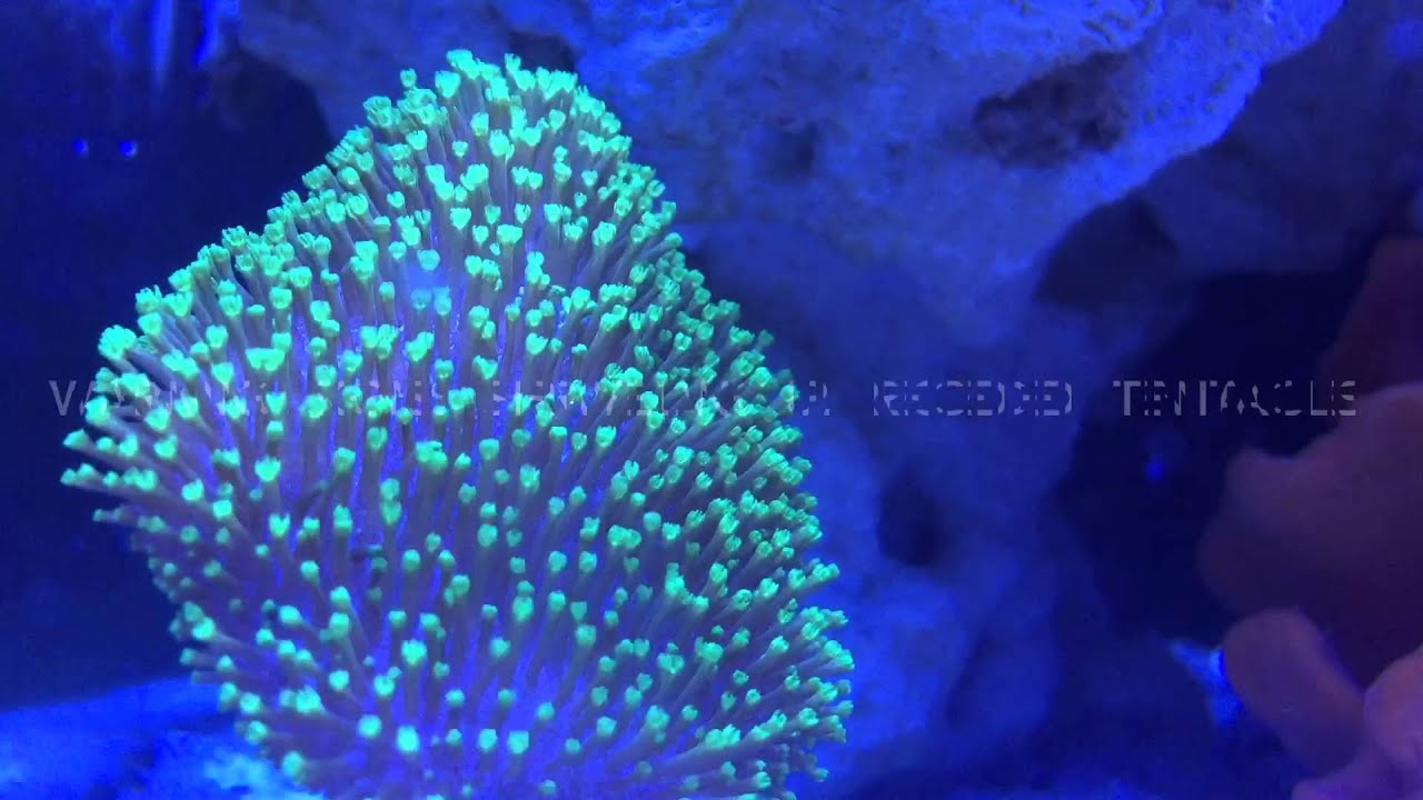 Quick Tips: Leather Coral