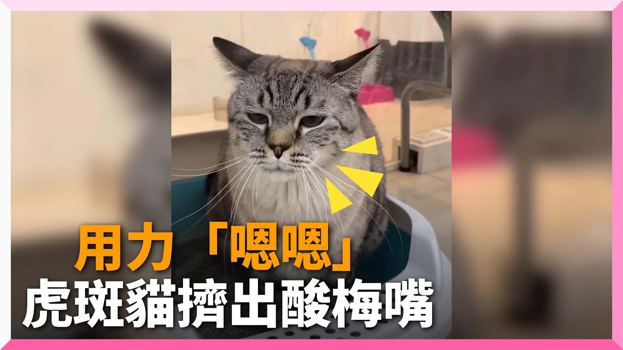 虎斑貓努力「嗯嗯」擠出酸梅嘴！奴才邊拍邊喊：好可愛｜寵物動物｜貓咪｜上廁所｜萌寵｜精選影片