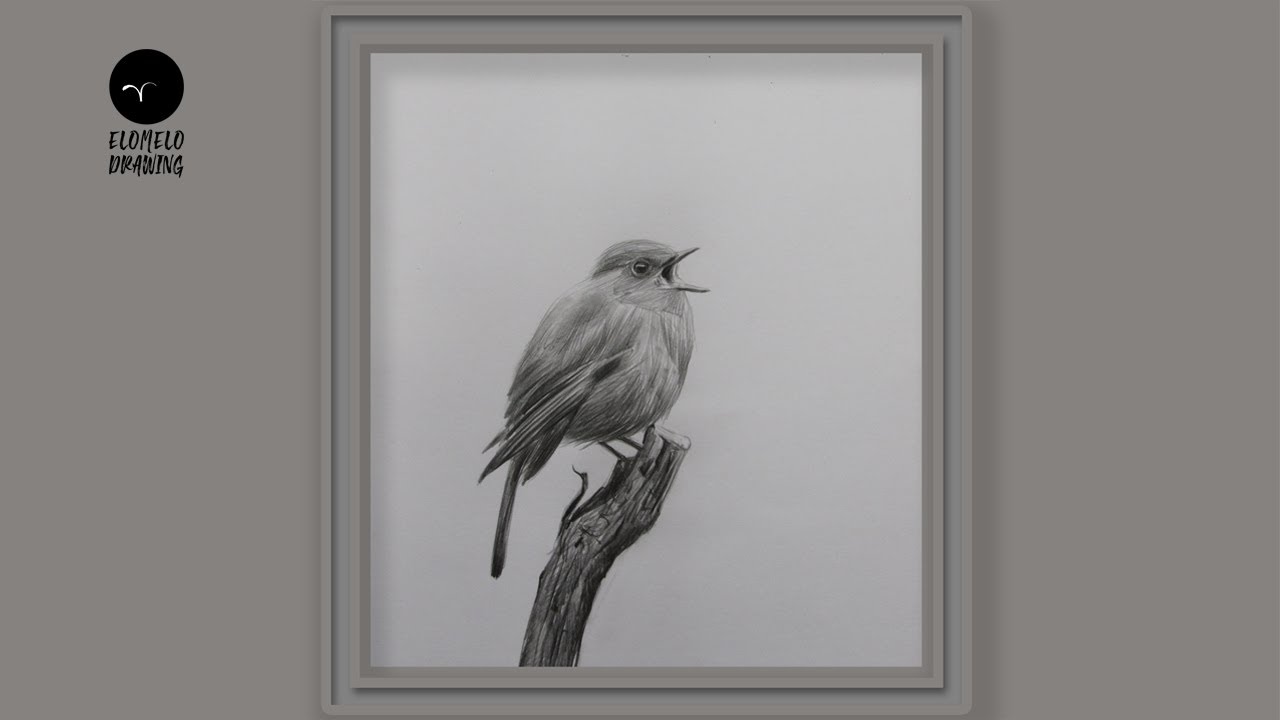 How To Draw An European Robin Bird Step By Step || Pencil Sketch || Drawing
