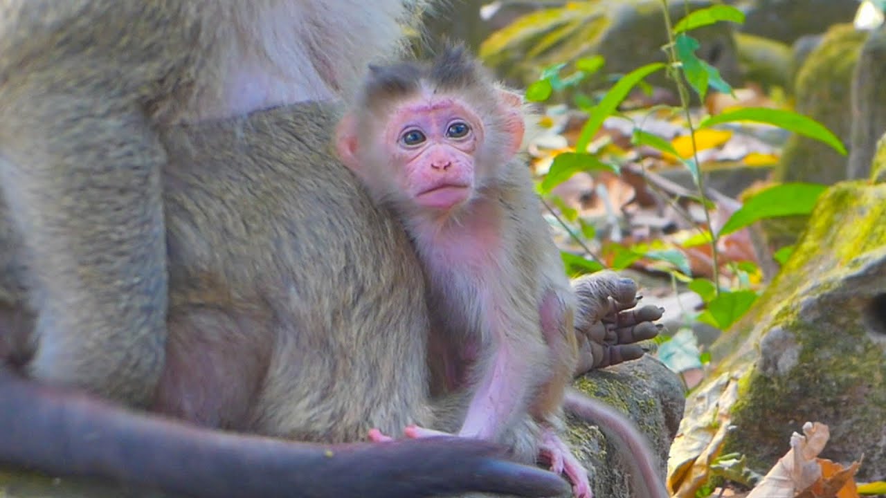 Gorgeous newborn baby Boris looks alerted & Brianna has plenty milk for him