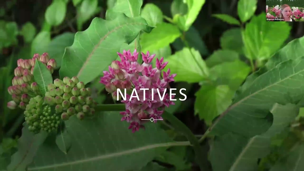 Planting Possibilities: Plants New to Us for 2025