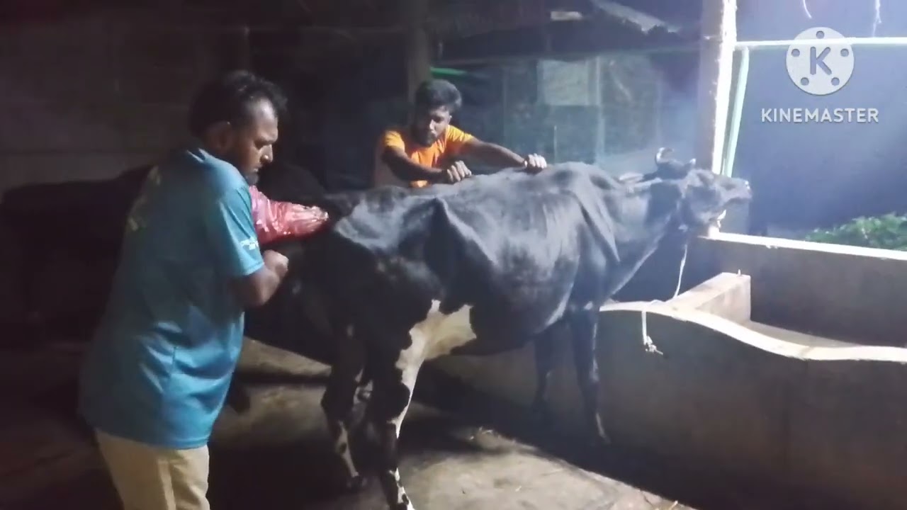 গাভিকে  বীজ দেওয়ার পর কেন হরমোন ইনজেকশন দেওয়া হল বিস্তারিত দেখুন 