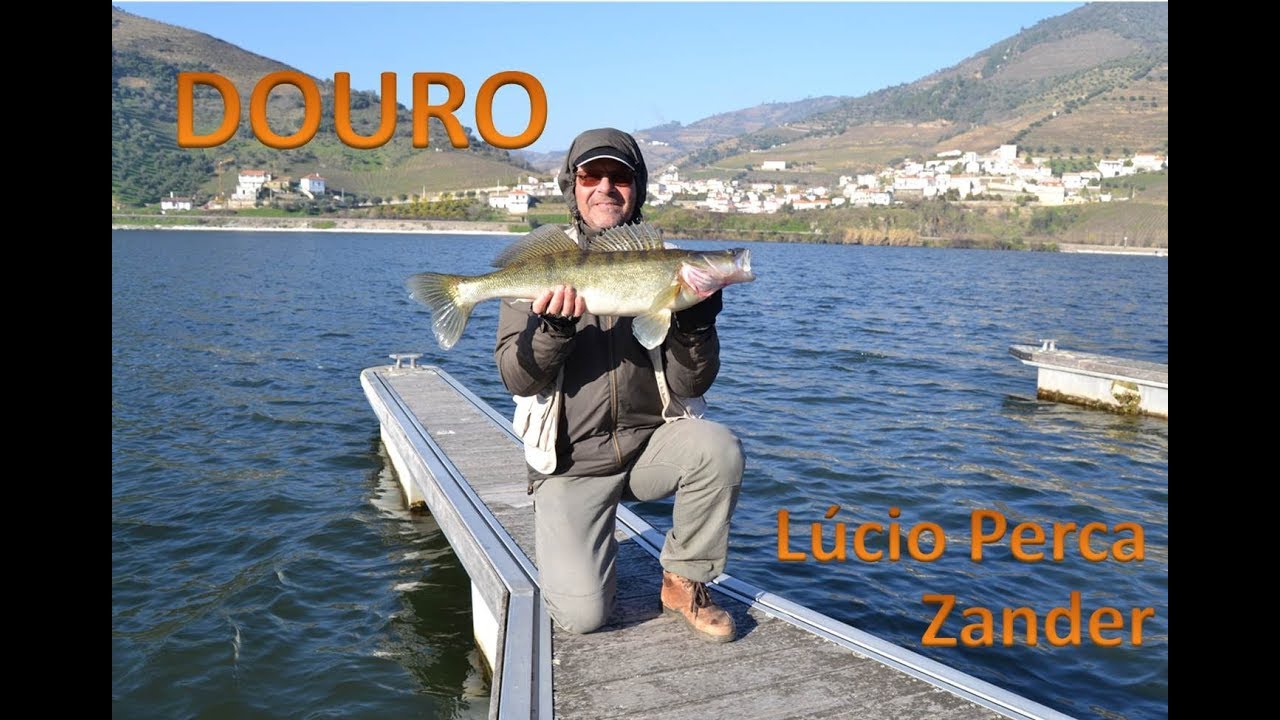 Pesca ao Lúcio Perca (Zander)