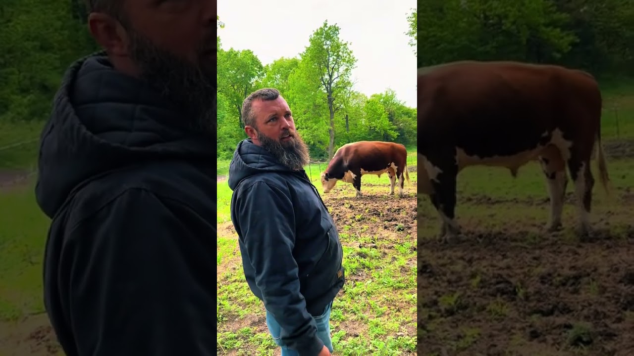 Charging Rufus! #rufusthebull #cow #cattlefarm