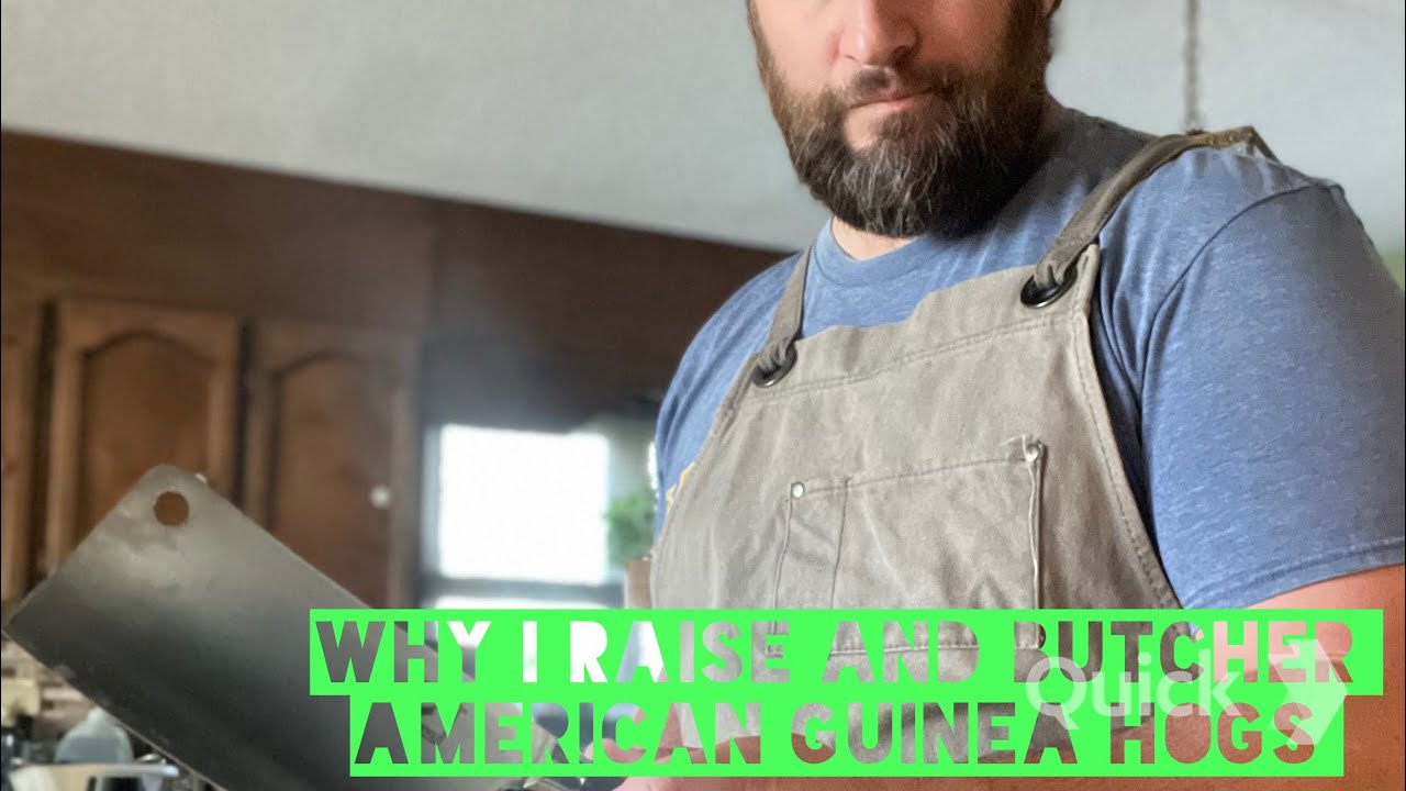 Why American Guinea hogs? We butcher two pigs on the farm
