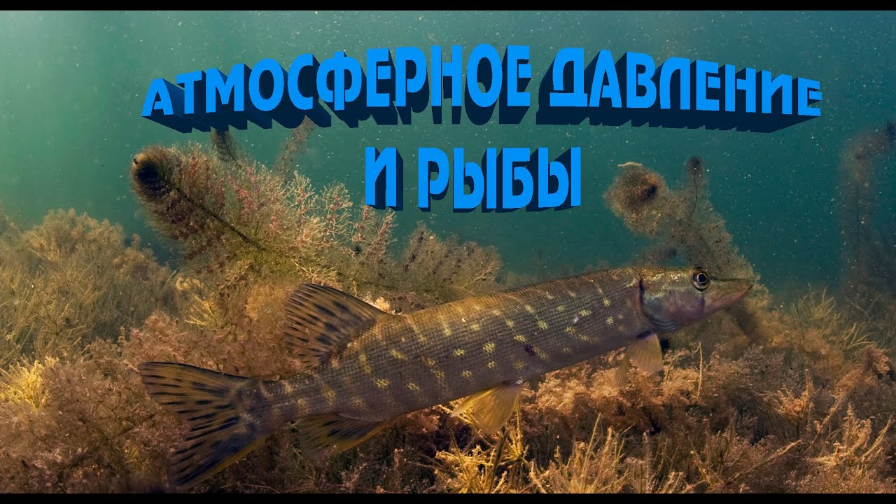 Как Атмосферное давление влияет на рыб