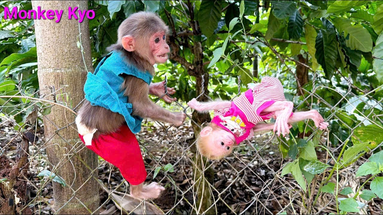 Oh No! BuNa can’t climb — Kyo comes to the rescue!