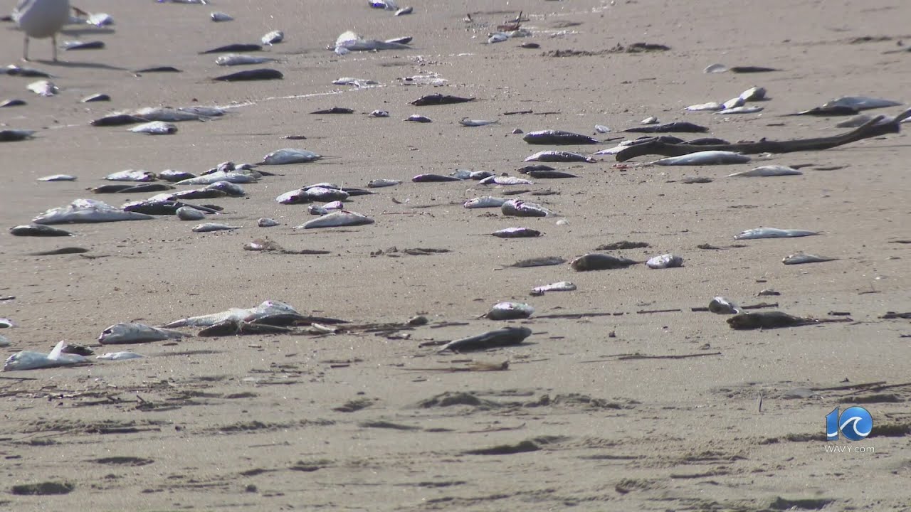 Dead fish at Sandbridge