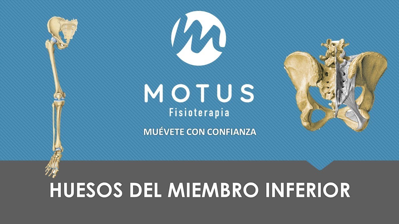 Huesos del Miembro Inferior