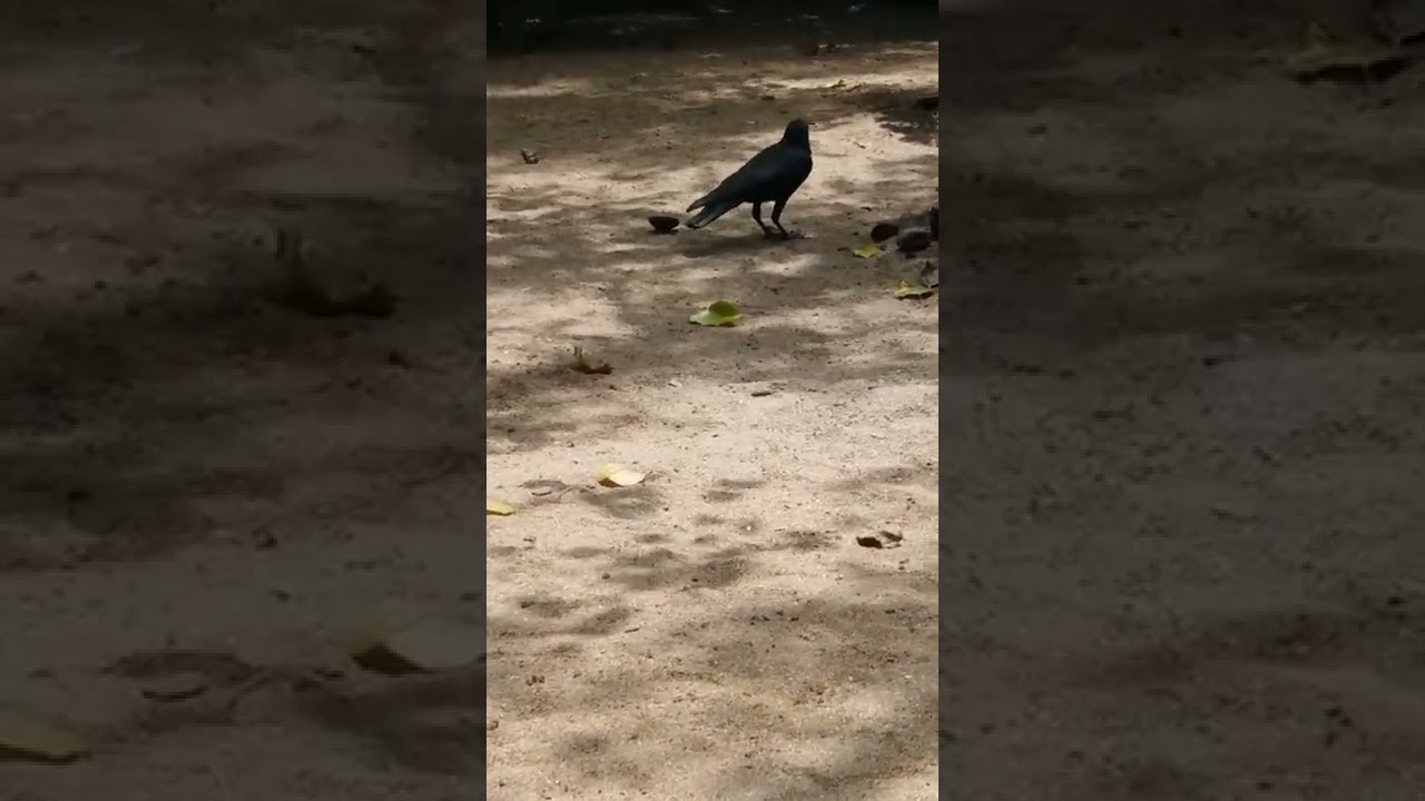 news | Thirsty Crow | crow bird crowing | crow with temple | crown | crow sounds angry | Liza Koshy