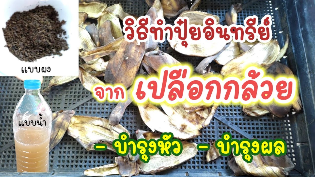 วิธีทำปุ๋ยอินทรีย์ จากเปลือกกล้วย ทั้งแบบผงและแบบน้ำ ช่วยบำรุงหัว บำรุงผล เพิ่มธาตุโพแทสเซียม