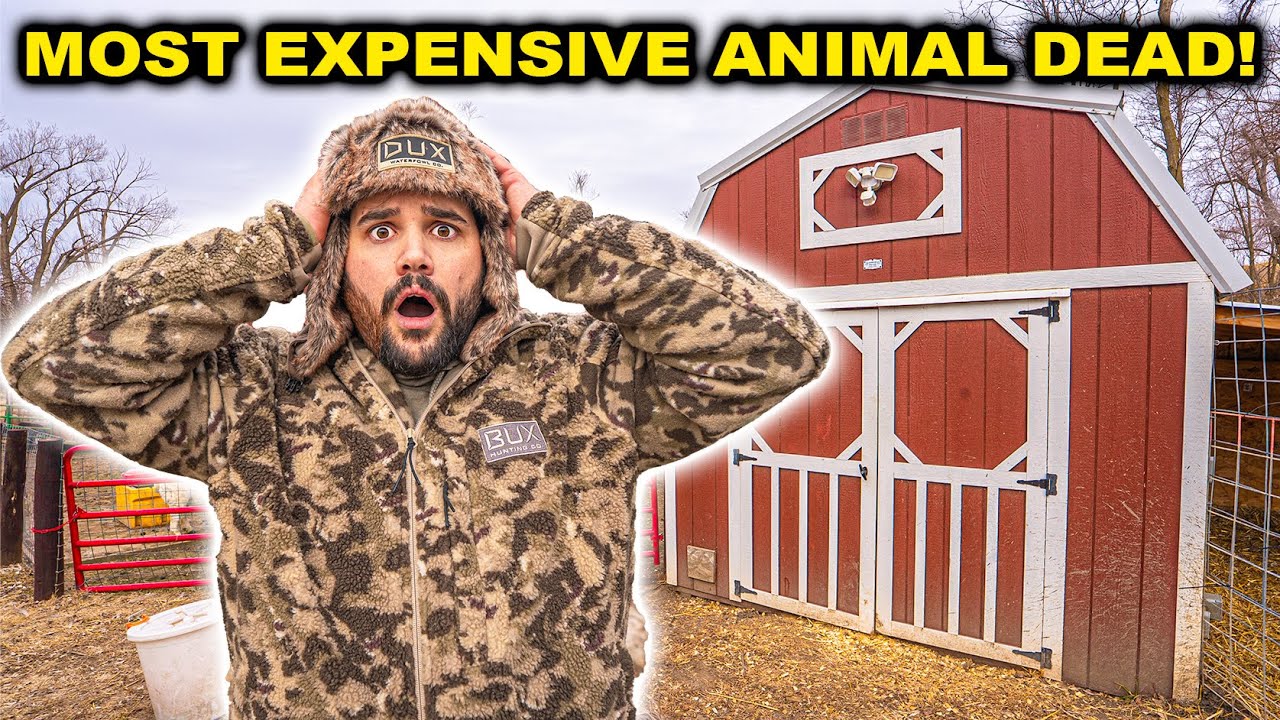 Predator KILLED my MOST EXPENSIVE Backyard Farm Animal!! (Trail Cam Footage) 