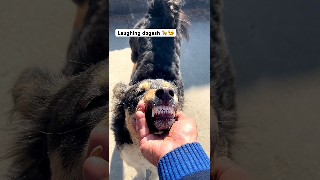 Laughing dogesh 🦮😂 