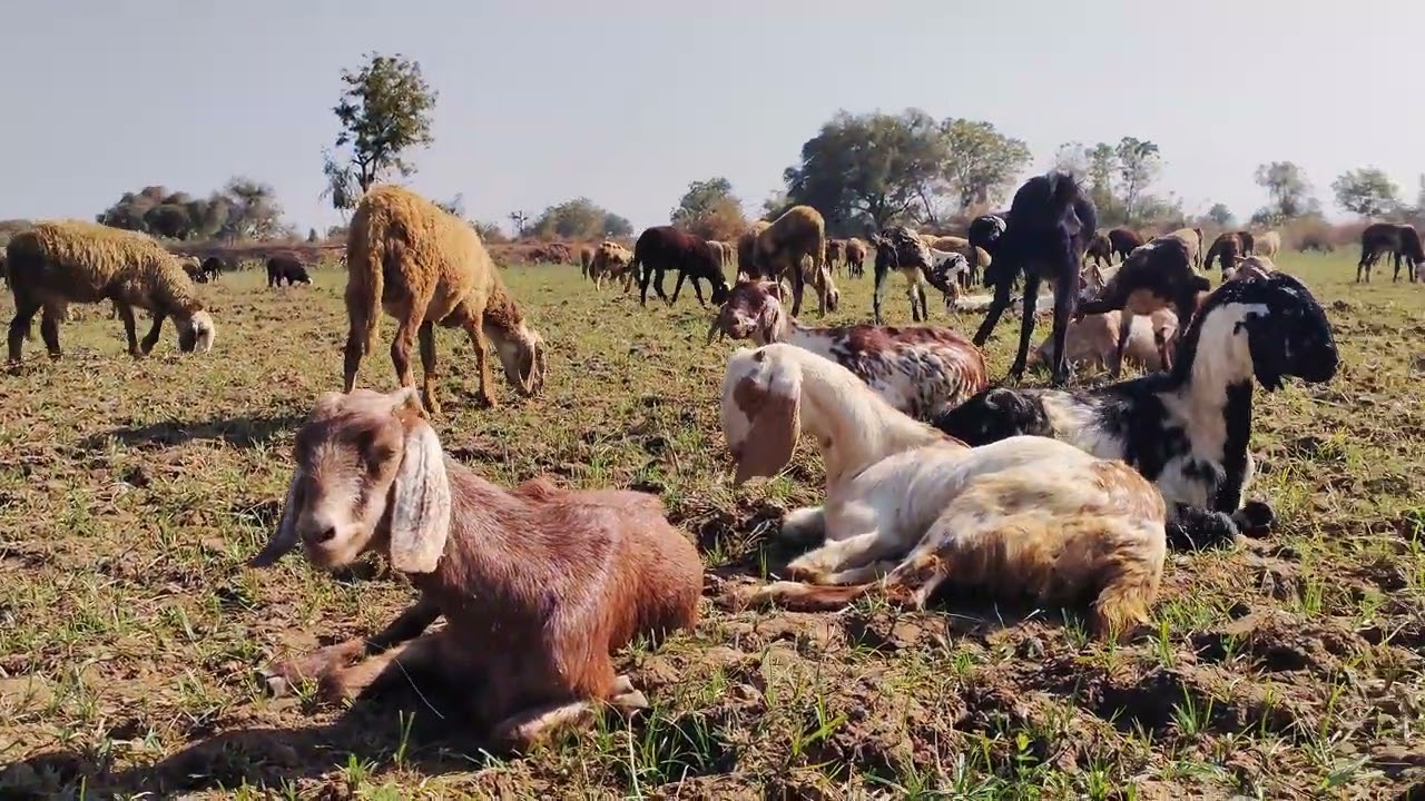 Village Goats and Sheep Grazing. Goats and sheep video #sheep #goats 