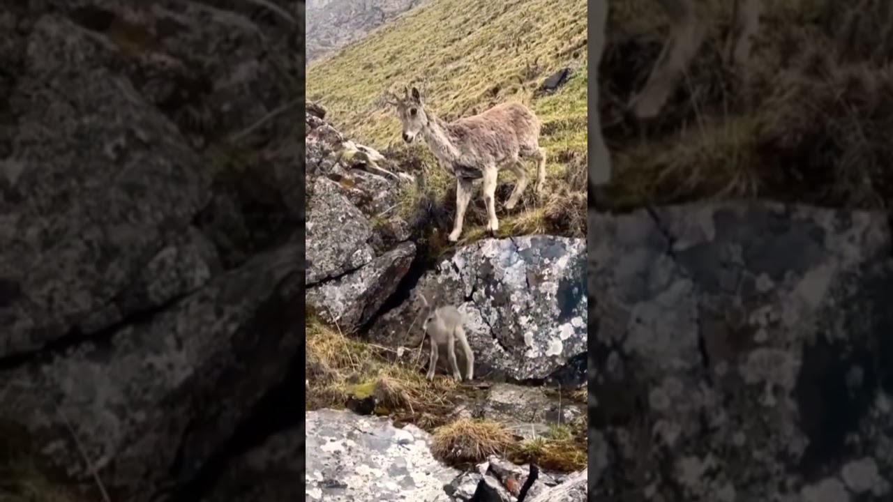 Dağ ke&ccedil;isi  yavrusunu bırakmadı
