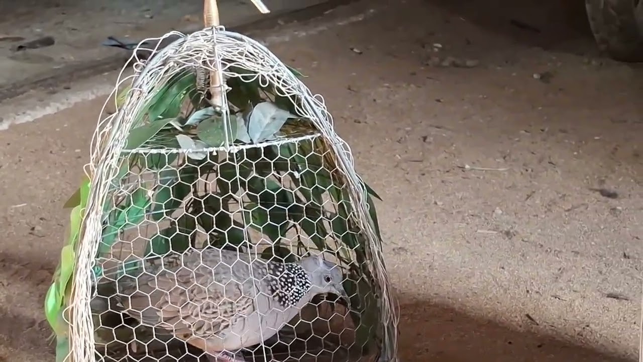 429 mồi cây và đất nước hay cứng gù ae kêt đt 0393317436