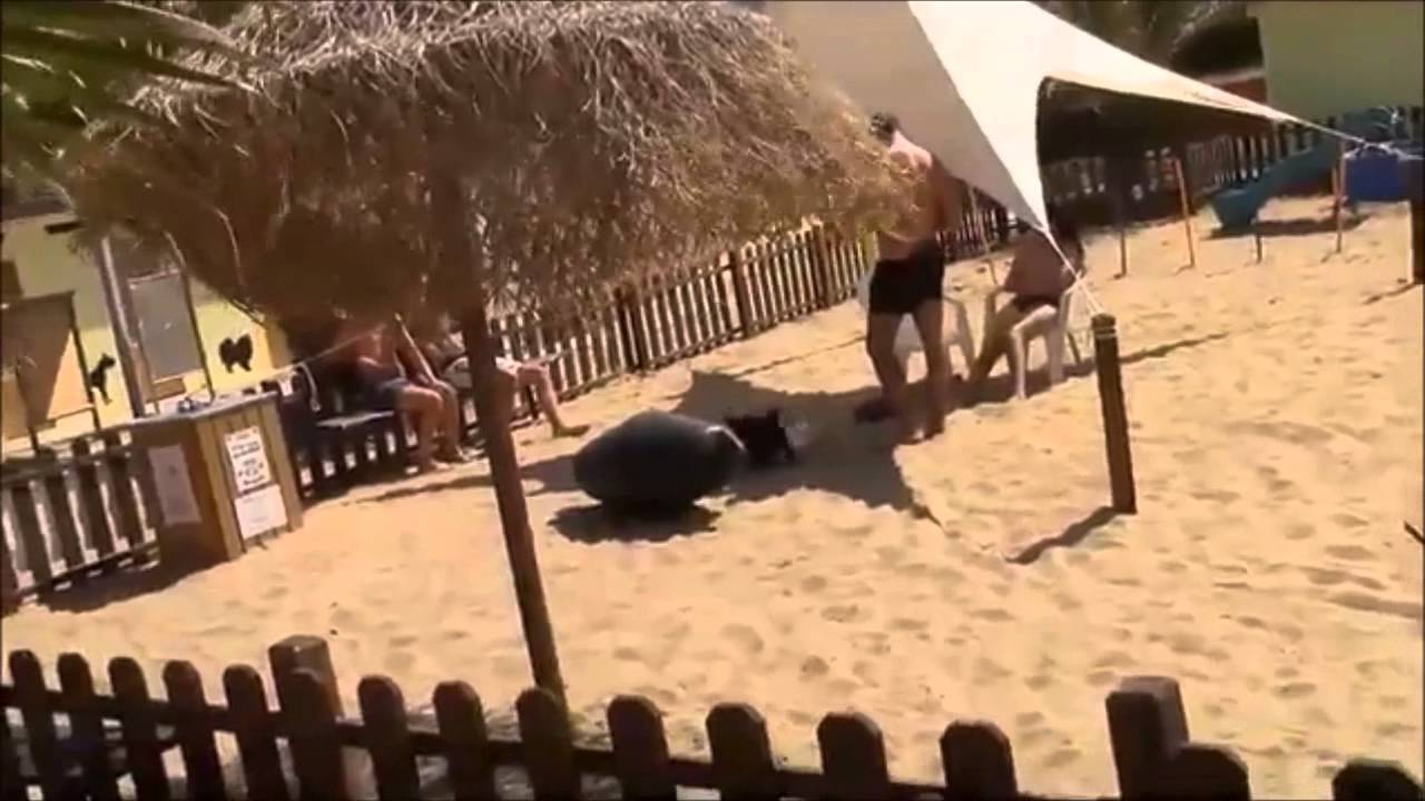 Rimini Dog No Problem - Bagno 81- spiaggia cani Rimini - video dei clienti - www.bagno81rimini.it