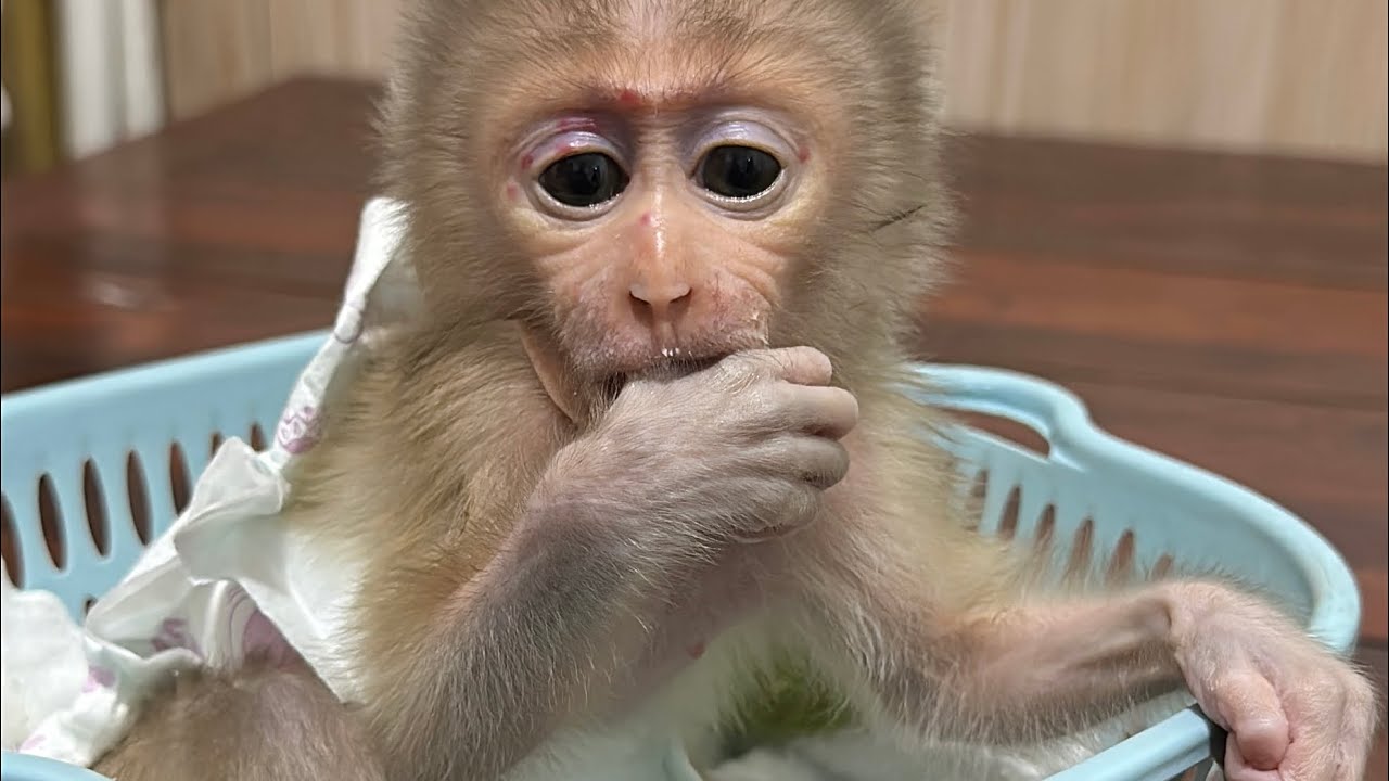 Hello cute 🥰 little baby mum love him so much After he gets up drink milk 
