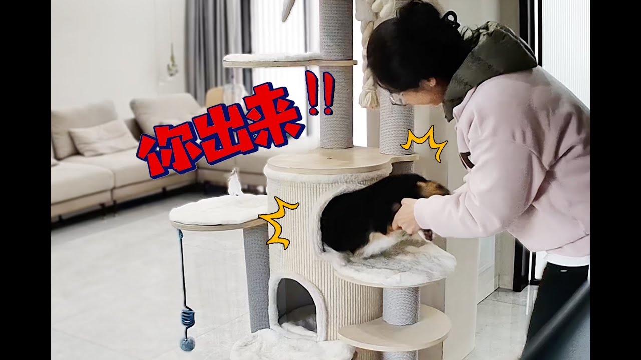我必须得换猫爬架了，是被我家狗逼的