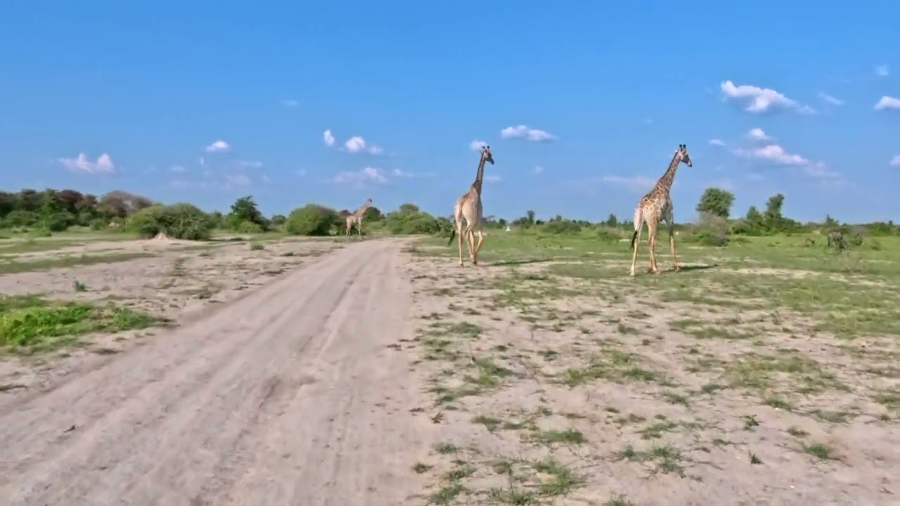 01012026 BY CAR Botswana Nxai Pan Afternoon game drive