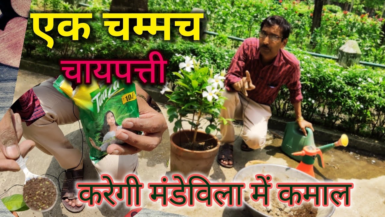 सिर्फ १ बार प्रयोग करके देखें, मेंडेविला फूलों से लद न जायें तो कहना // Mandevilla immense flowering