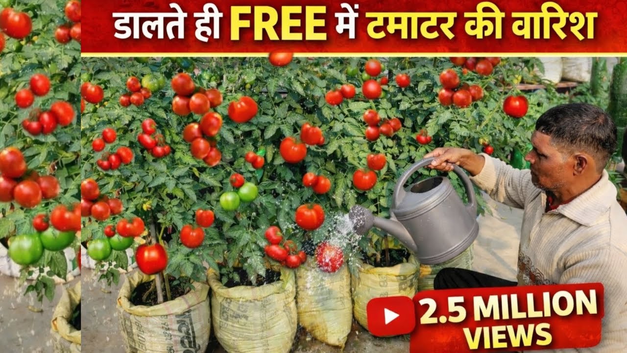 नर्सरी के माली ने बताया सीक्रेट इतने टमाटर आएंगे पड़ोसियों को बांटोगे Tomatoes grow in usless bag