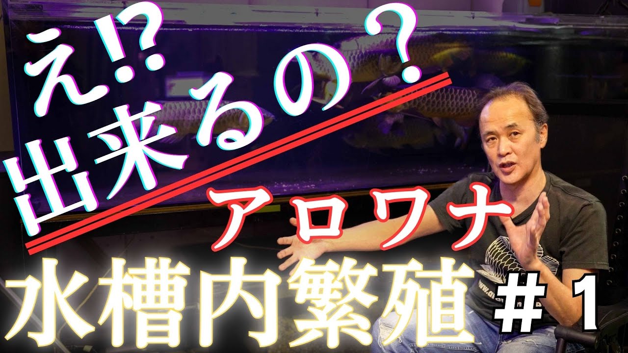 【アロワナは水槽で繁殖出来るんです！】#1 プロに聞く親魚育成！ #アクアリウム #アロワナ #アロワナ飼育 #大型魚 #アジアアロワナ #aquarium #古代魚 #熱帯魚 #繁殖