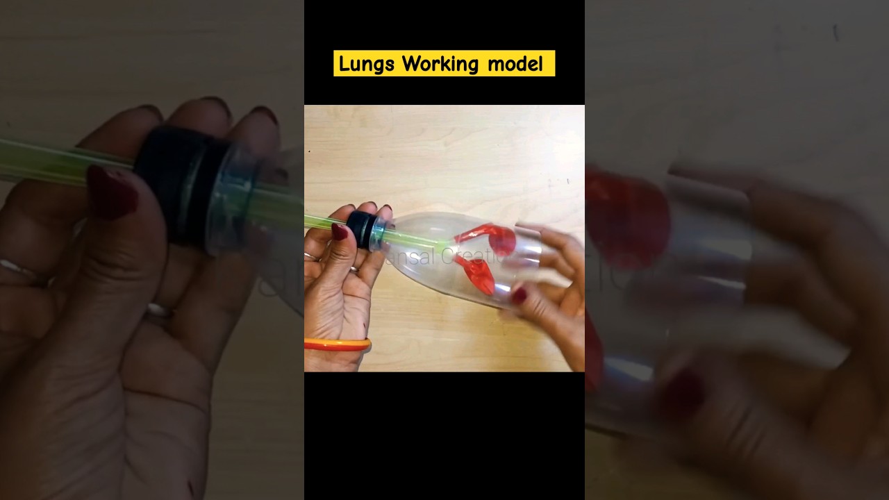 lungs Working model/Respiratory system Working school project #viralshort #shorts #lungsmodel