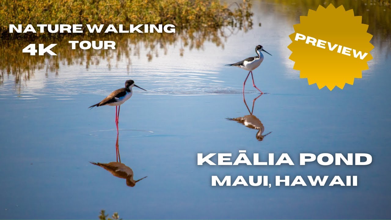 PREVIEW 👀 Maui Walking Tour: Exploring the Tranquility of Keālia Pond