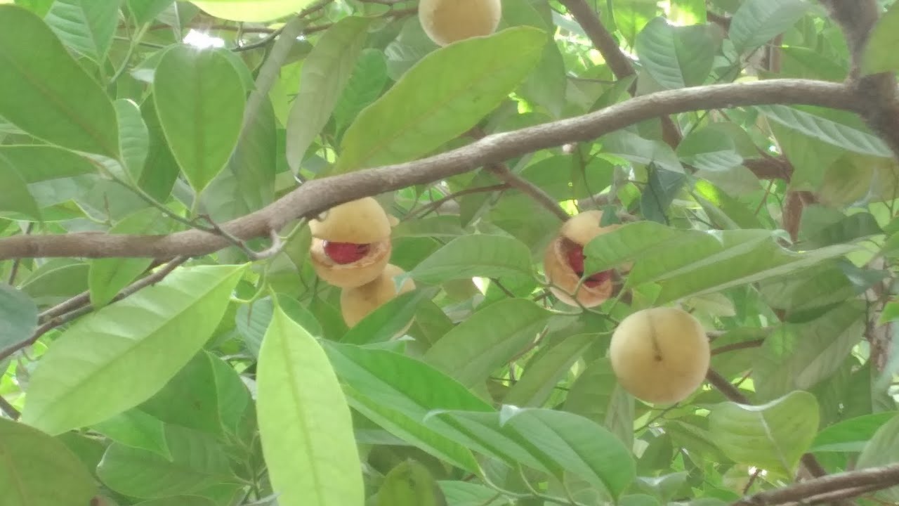Ripe nutmeg & nutmace(പഴുത്ത /വിളഞ്ഞ ജാതിക്ക, ജാതിപത്രി)