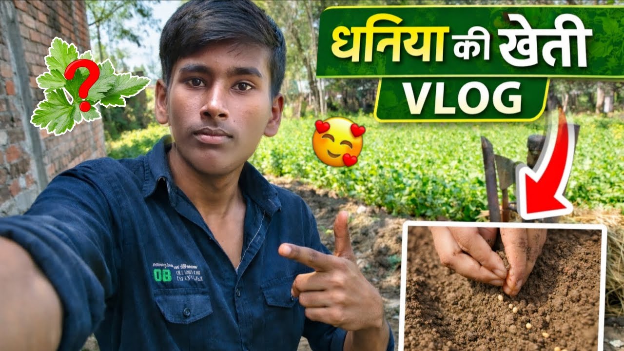 धनिया की खेती कैसे करते हैं? Aaj ke vlog me puri jankari 😊