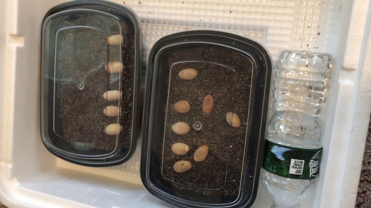 Collared Lizard Incubation 101