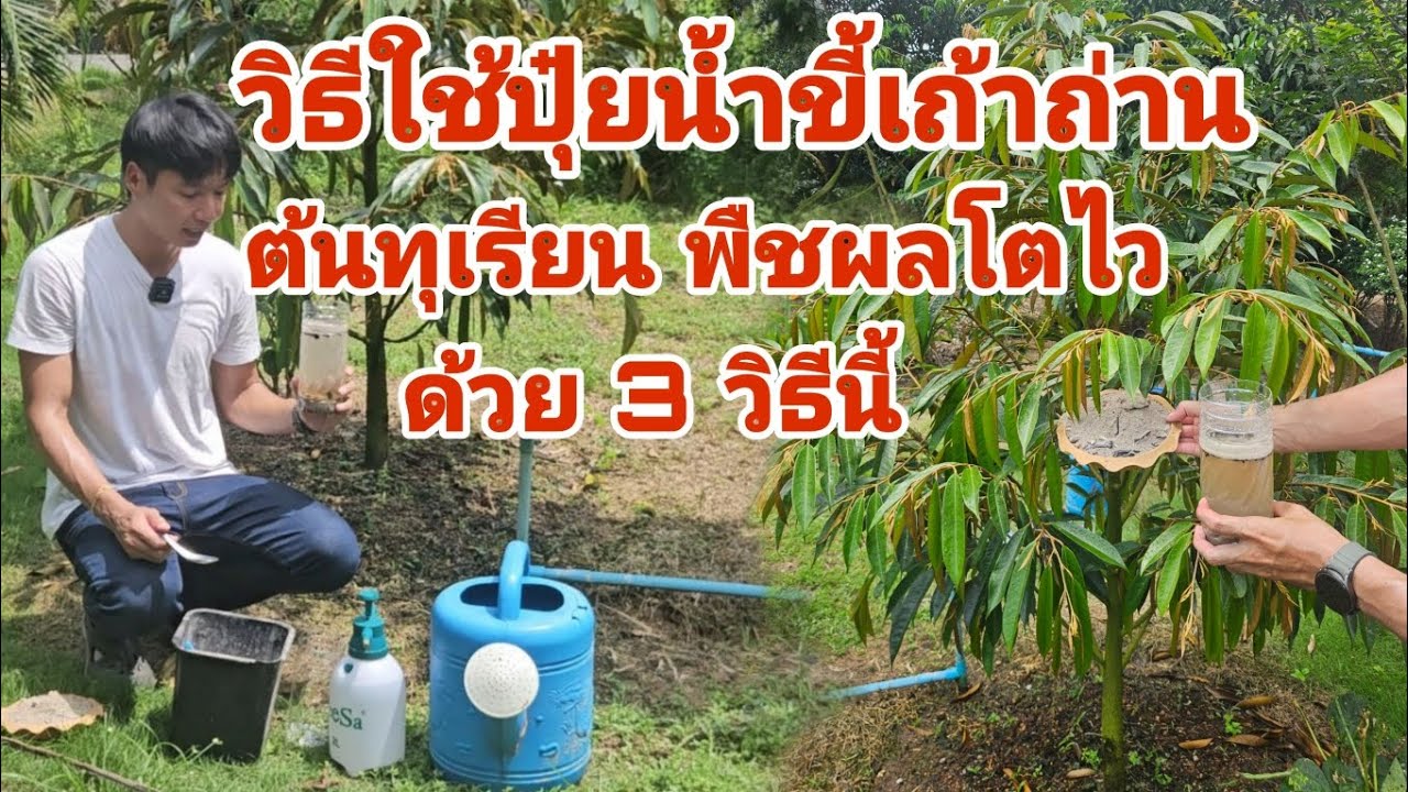 วิธีใช้​ ขี้เถ้าถ่าน​ ต้นทุเรียนพืชผลโตไว้​ ด้วย 3​ วิธีนี้