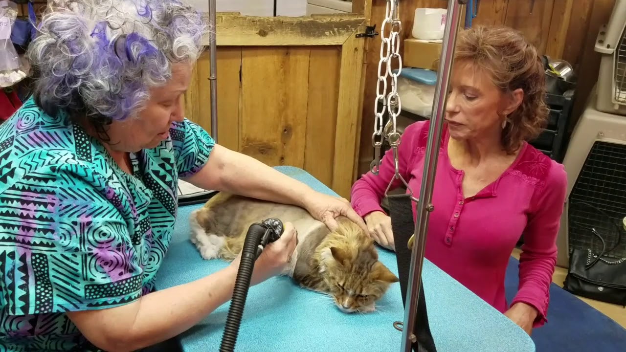 GroomPod cat grooming