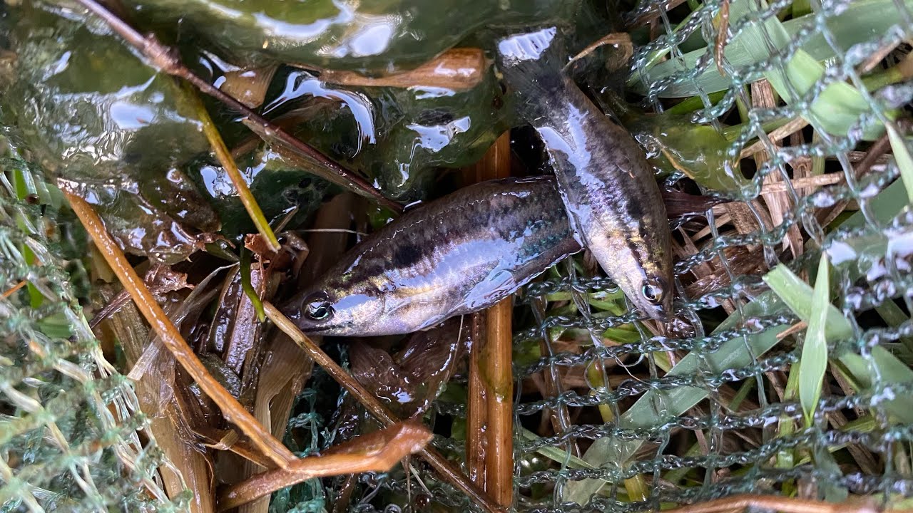 Capture fish amazing observe aquatic insects in rural frog, shrimp, crab, fish #amazing #fishing