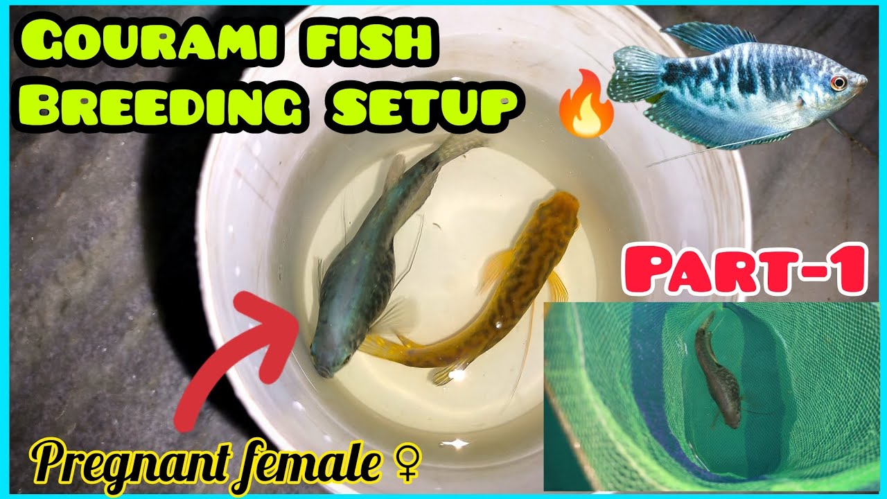 How To Breed Gourami Fish At Home 🔥❤ || #fish #gouramifish  #gouramibreeding #viral #vlog