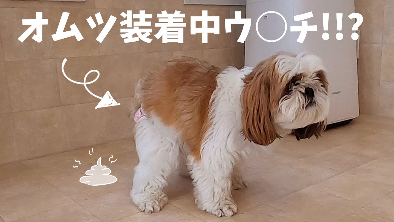 ヘルプ！！犬のオムツ中のウンチはどうすればいいのだぁぁぁ！？？【シーズー犬との暮らし】