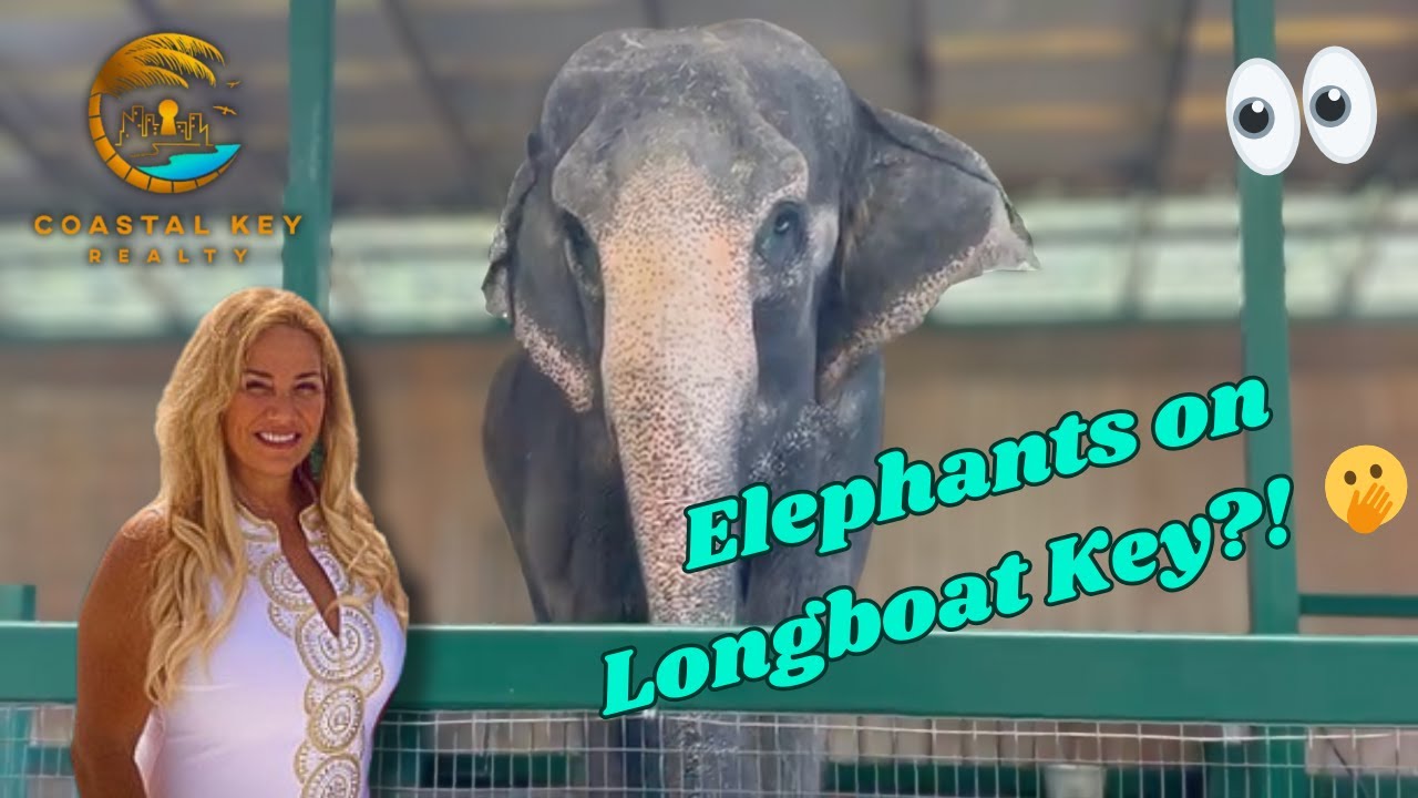 ELEPHANTS in Florida: Myakka Elephant Ranch