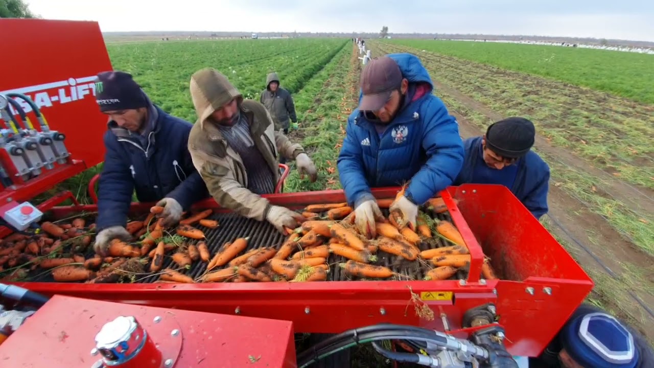 Carrot harvester ASA-LIFT CM 1000C. Морковоуборочный комбайн ASA-LIFT CM-1000C