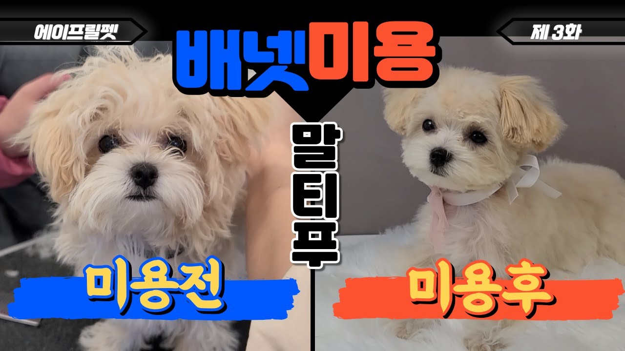 4개월 말티푸 배냇미용 / 전체가위컷