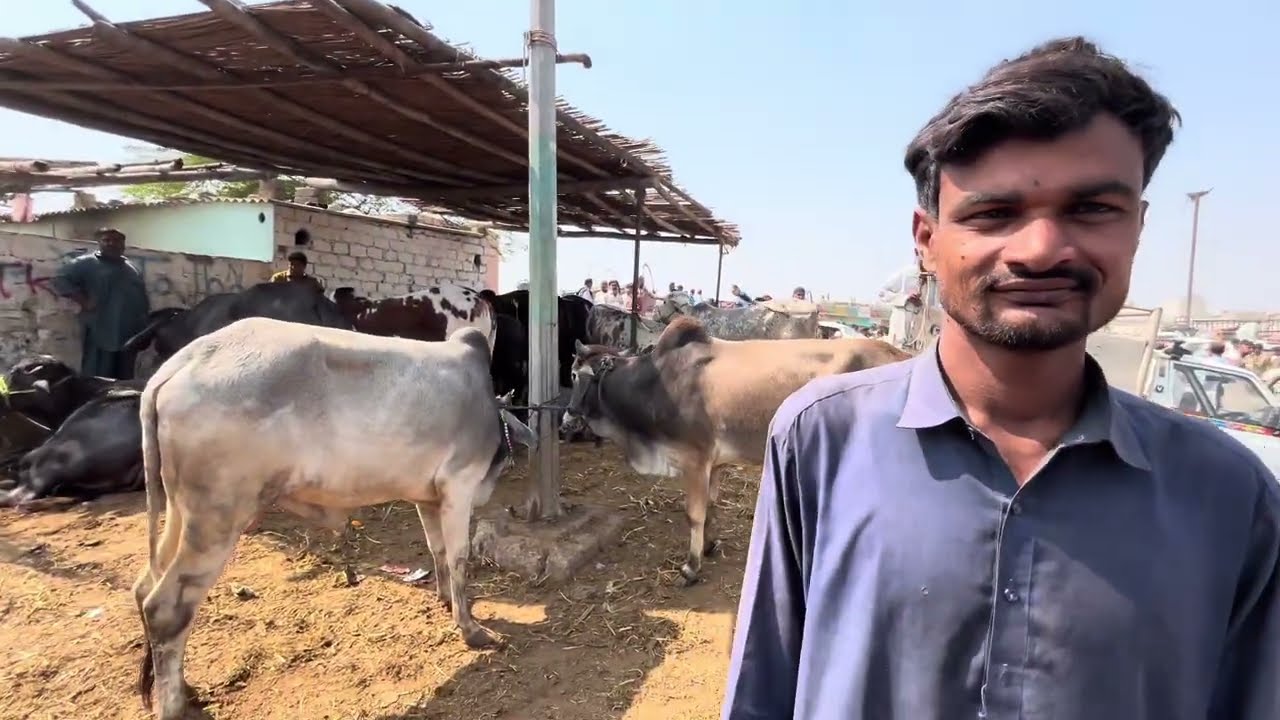 Karachi Largest Cow Mandi 2026 | Biggest Gai Mandi Full Tour & Cow Prices