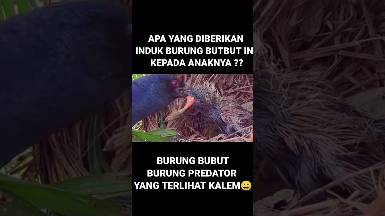 BEGINI CARA ANAK BURUNG BUBUT MAKAN #wildbirds #Greatercou