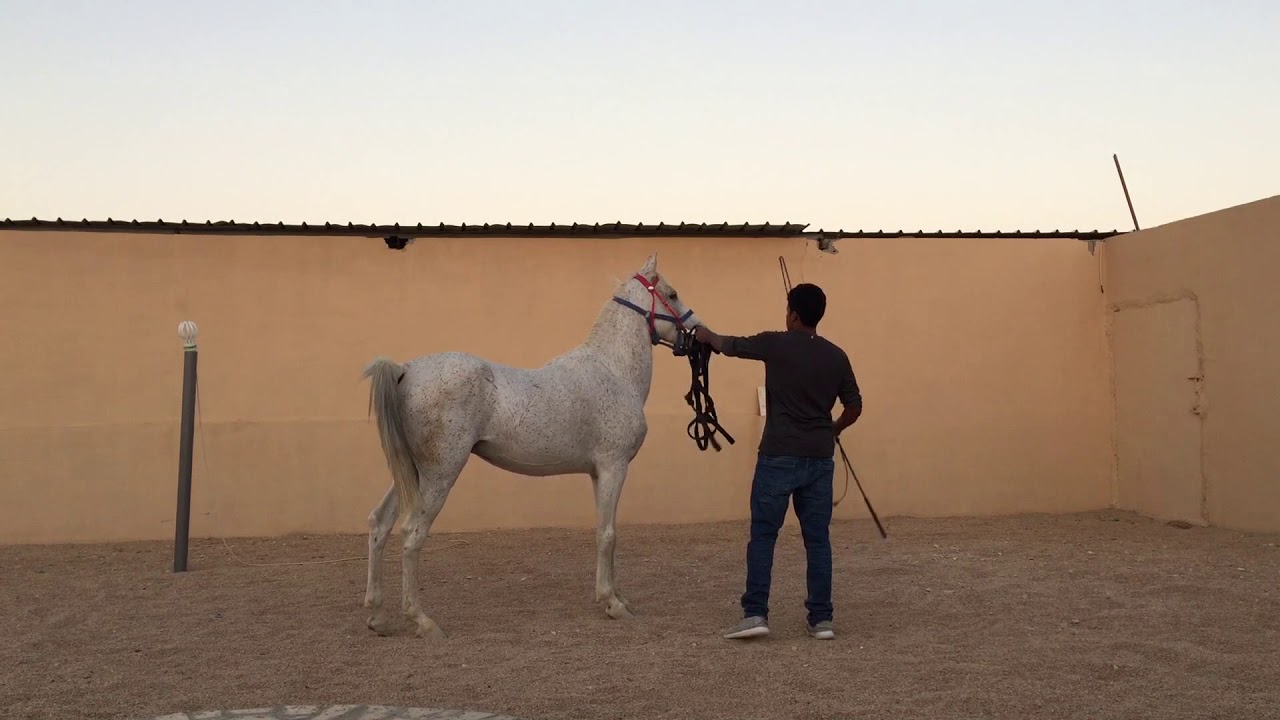تعليم الخيل التشنيع أو التغزيل (وقوف الخيل على أرجلها الخلفية) 2/1
