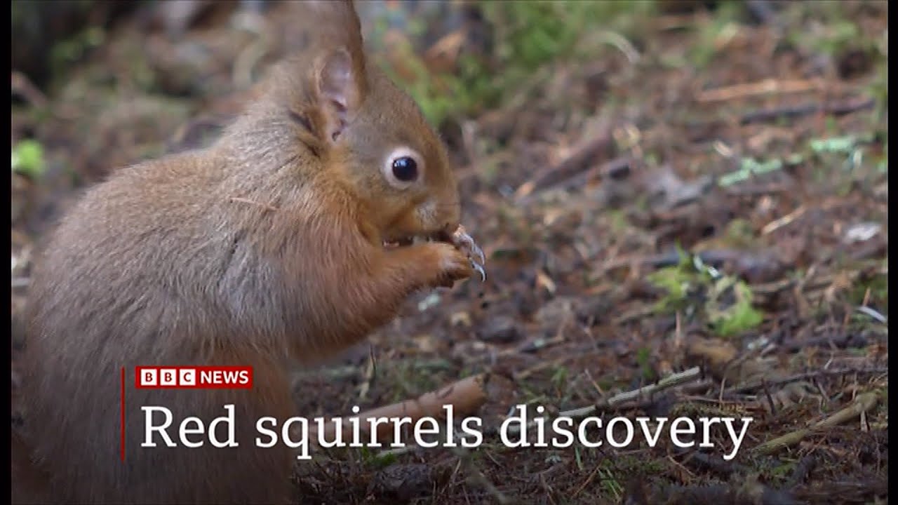 Red squirrel colony discovered in North Yorkshire (UK) 21/Jan/2025