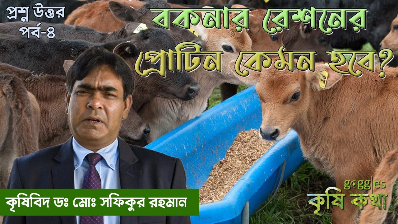 বকনার রেশনের প্রোটিন কেমন হবে ? প্রশ্ন-উত্তর পর্ব- ৪ | বকনা | গরু পালন