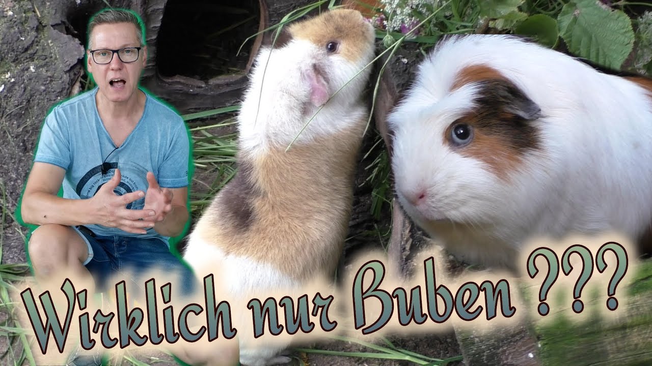Gefahr für schlimme Meerschweinchen-Rangeleien in Böckchengruppe - Meine Meinung und Erfahrungen