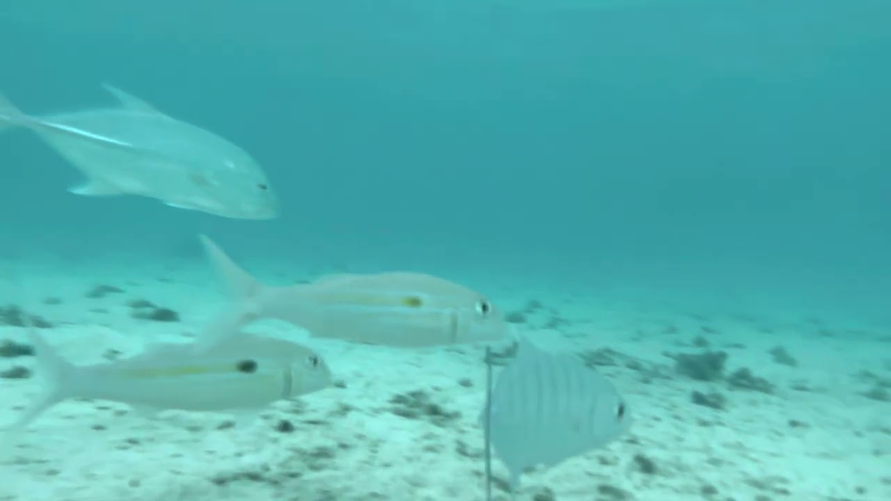 Matapang beach Guam : Snorkeling