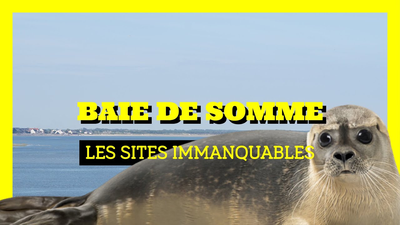 Que faire en Baie de Somme ? 🦭
